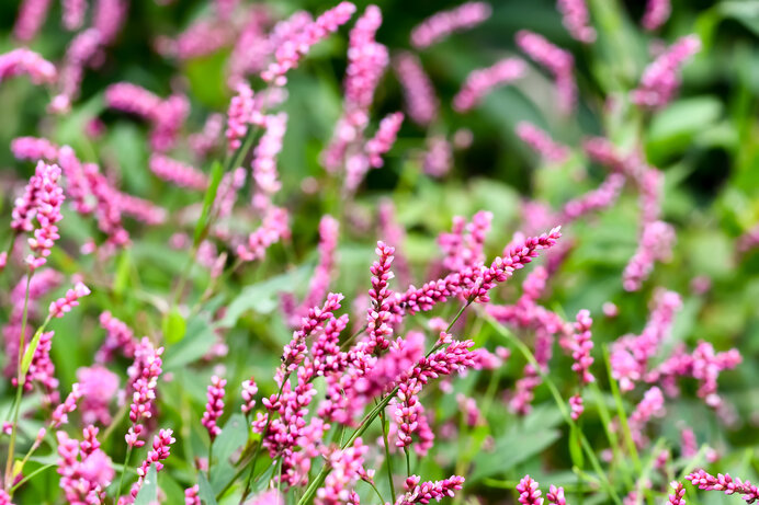 イヌタデの花