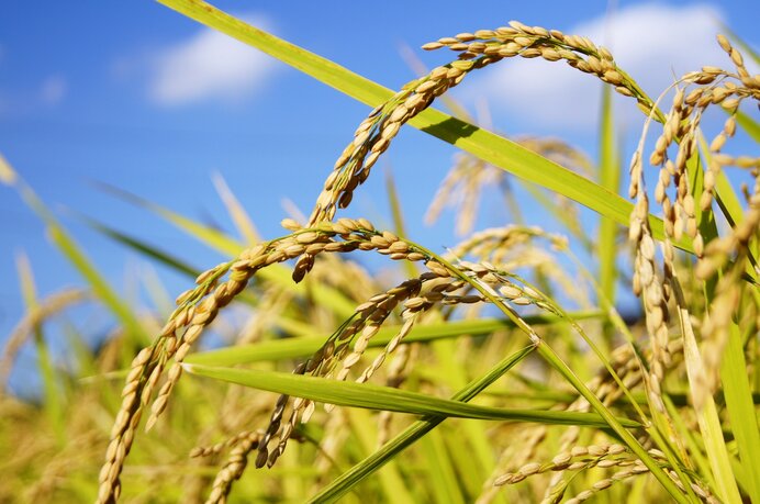 新米とは?古米、古古米、古古古米?