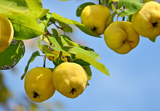 甘い香りのフルーツ「マルメロ」。北海道 北斗市の特産