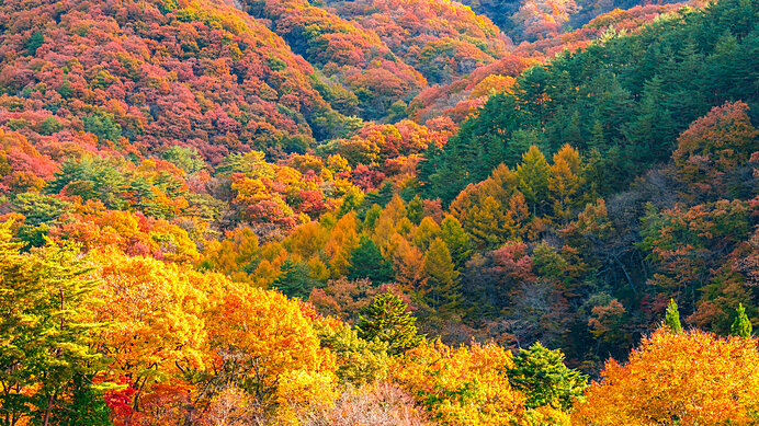 秋のフィナーレは野に山に里に、深まる紅葉で決まり！