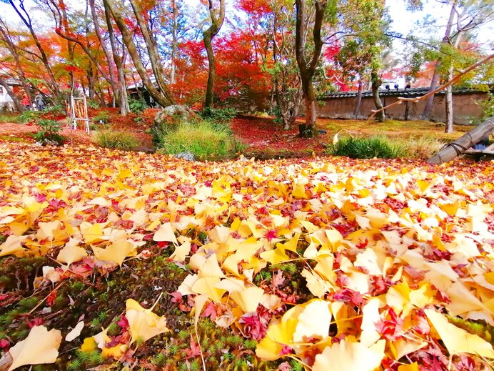 秋の風物詩「紅葉狩り」