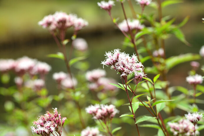 秋の七草」をご存知ですか？冬の到来を前に可憐な草花を堪能