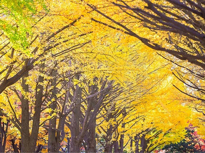 秋を感じよう イチョウをもっと楽しむ秘密を紹介 Tenki Jpサプリ 21年11月01日 日本気象協会 Tenki Jp