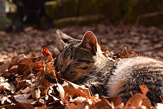 紅葉は美しい、でも落ち葉は嫌？ではもし落ち葉がなくなってしまったら？