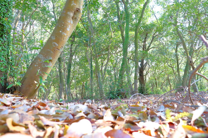 紅葉は美しい でも落ち葉は嫌 ではもし落ち葉がなくなってしまったら 季節 暮らしの話題 21年10月31日 日本気象協会 Tenki Jp