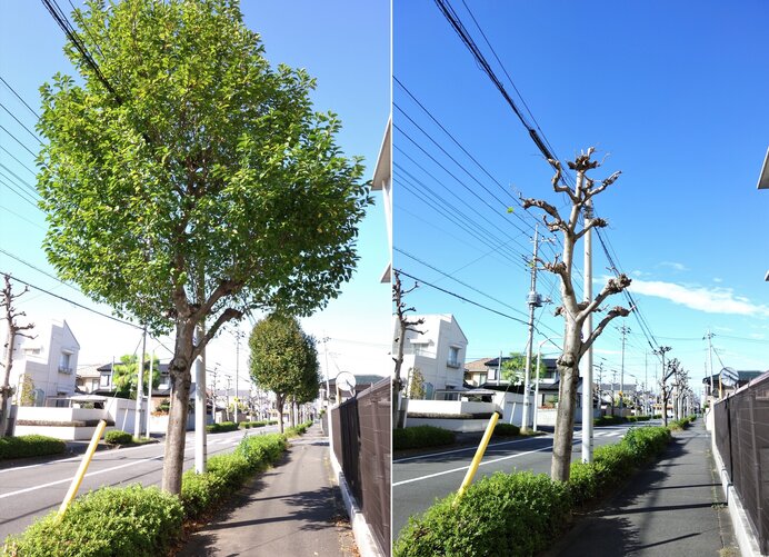街路樹の強剪定は近年頻繁に見られますが、樹木を弱らせます