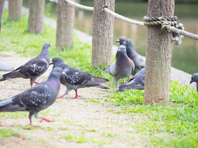 公園などに集合する姿に癒される人、嫌う人、さまざまです