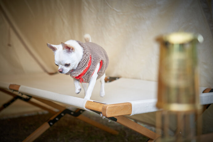 犬用のフードボウルやドッグフードは忘れないようにしましょう