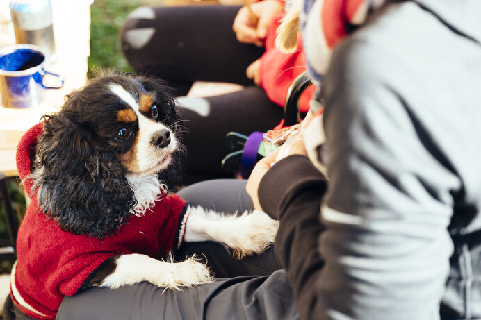 愛犬がキャンプを楽しんでいるか、適正があるかをチェックしましょう