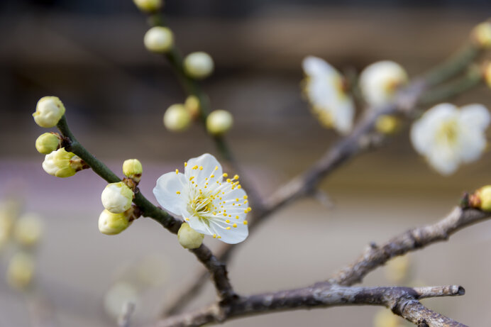 梅の花」1300年の時の流れの中で見つめてきた日本人の目と心を探しに行