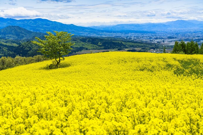 菜の花：小さな花ですが開くとなんとも華やかです