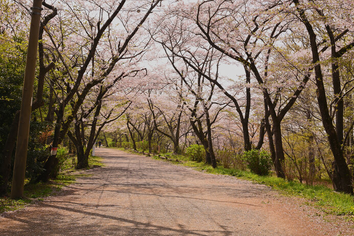 関東の隠れた桜の名所「権現山・弘法山」