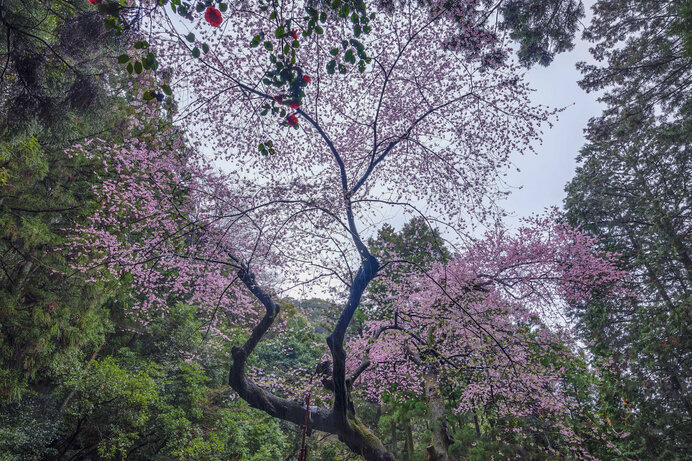 推定樹齢600年の虎尾桜!エドヒガンを楽しめる「福智山」