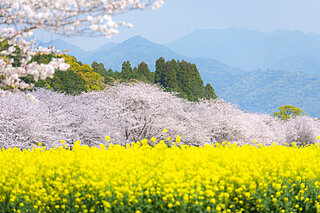 美しい桜に逢える場所〜九州地方のさくら名所〜【2022】