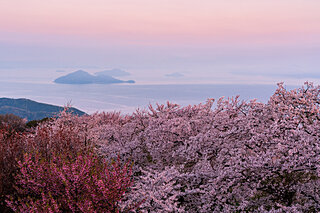 美しい桜に逢える場所〜四国地方のさくら名所〜【2022】