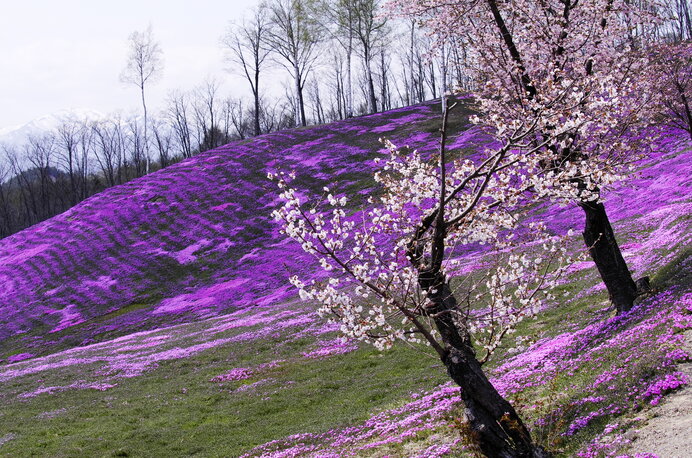道東・滝上町【芝ざくら滝上公園】桜も芝ざくらも咲くピンクの丘