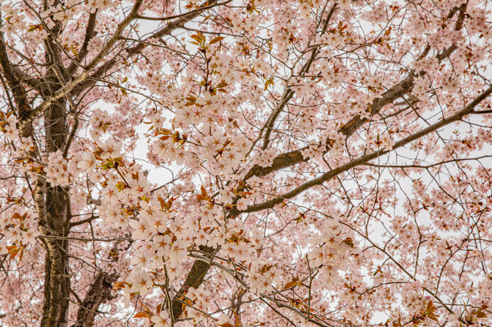道北・士別市【九十九山】山全体がピンク色に。道北の桜の名勝