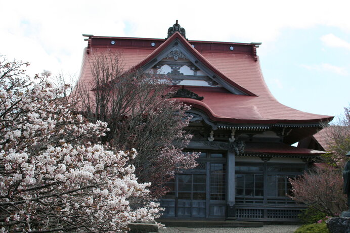 道東・根室市【清隆寺】日本一遅い桜。背の低いチシマザクラの名所