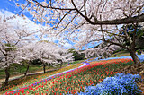 美しい桜に逢える場所〜中国地方のさくら名所〜【2022】