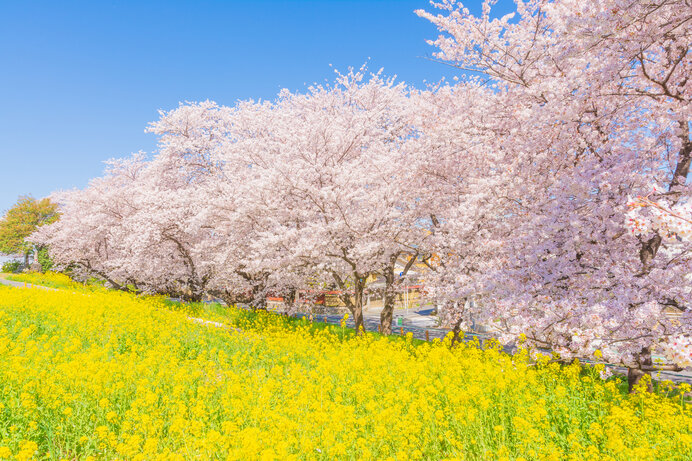 美しい桜に逢える場所〜南関東のさくら名所〜【2022】(季節・暮らしの
