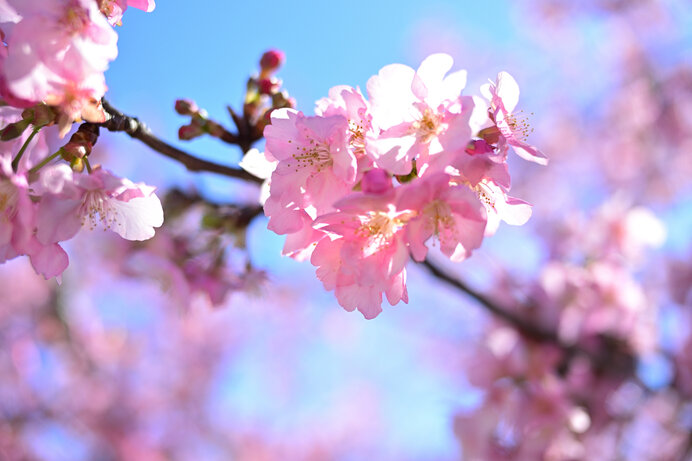 「春分」太陽の動きが季節の変わり目を規定。心も身体も新たな季節へ！