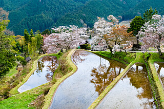 美しい桜に逢える場所〜東海地方のさくら名所〜【2022】