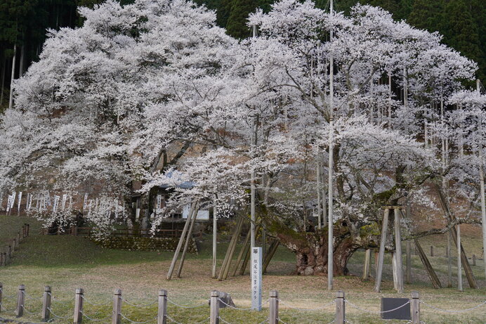 美しい桜に逢える場所〜東海地方のさくら名所〜【2022】(季節・暮らし