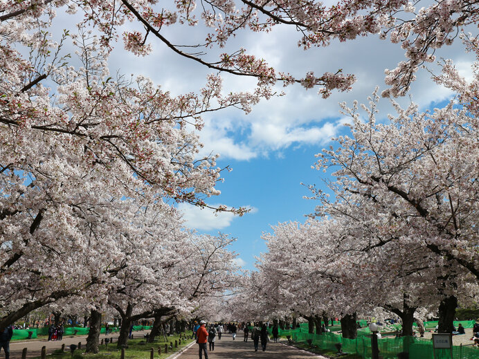 桜 万博 記念 公園 万博記念公園の桜2022年の見頃時期や開花状況と駐車場！