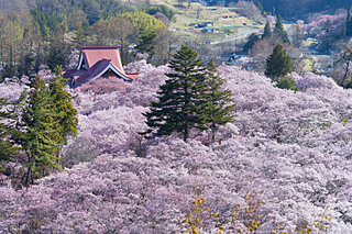 美しい桜に逢える場所〜甲信地方のさくら名所〜【2022】