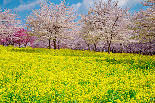 美しい桜に逢える場所〜北関東のさくら名所〜【2022】