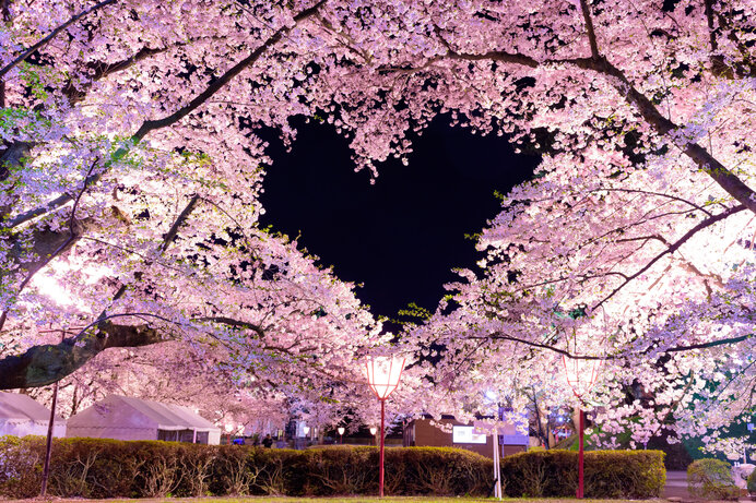 美しい桜に逢える場所〜東北地方のさくら名所〜【2022】