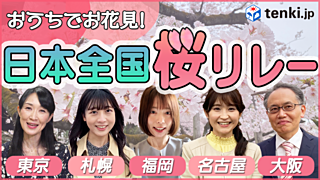【動画あり】全国の桜、見てみませんか？おうちでお花見！日本全国桜リレー