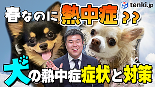 【動画あり】もう熱中症？春から気を付けたい犬の熱中症！症状と対策