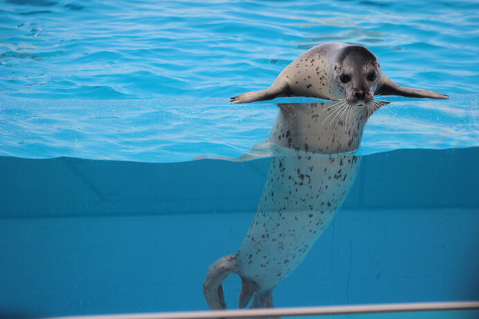 人気者にちなんだグルメも♪海が愛おしくなる水族館【東日本編】