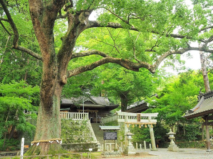 「若葉」一つのことばが表す世界は多彩です!