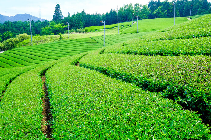 八十八夜は縁起の日。新茶の季節、はじまりました