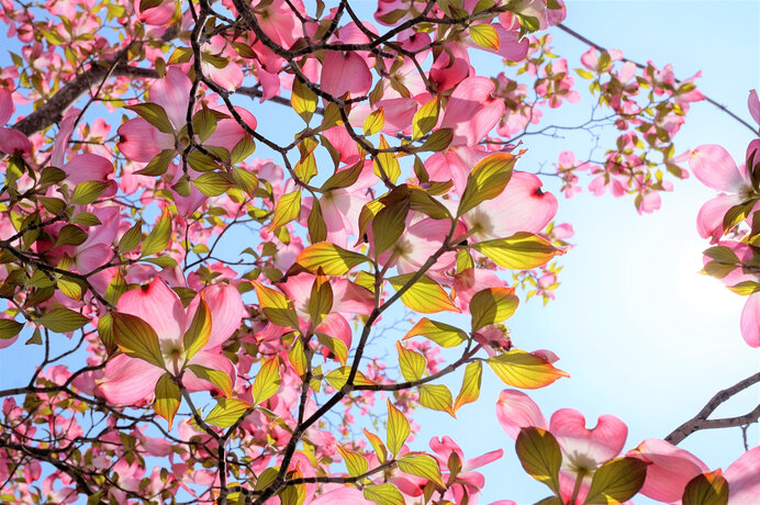 五月の花は華やかな美しさで勝負!? ドラマティックな五月の花を探そう！(季節・暮らしの話題 2022年05月09日) - 日本気象協会 tenki.jp