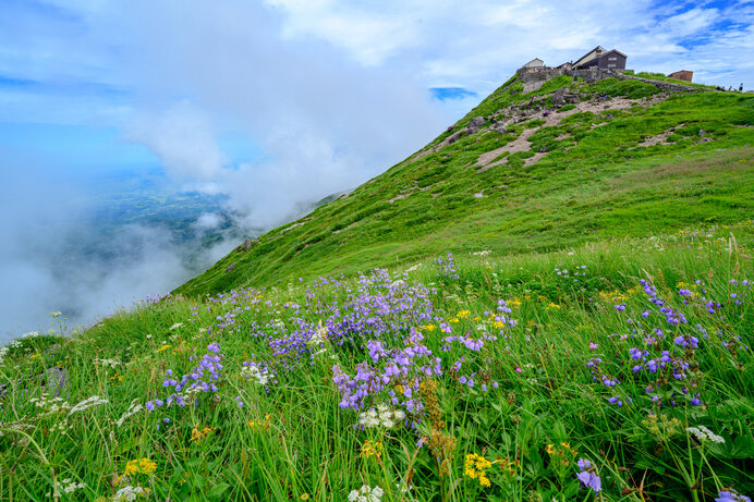 月山では350種類以上の珍しい高山植物が出迎えてくれます