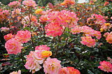 百花の頂点に君臨するバラ。その比類ない美しさの秘密とは？