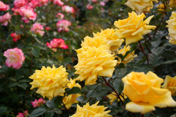 剣弁高芯、豊かな香気、四季咲きなど、モダンローズの特性は東洋のバラがもたらしました