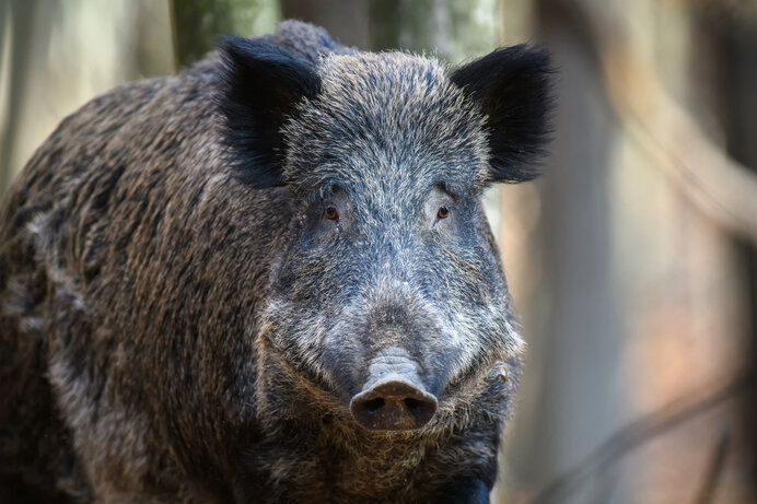 野生動物に遭遇したら、とにかく刺激を与えないようにしましょう