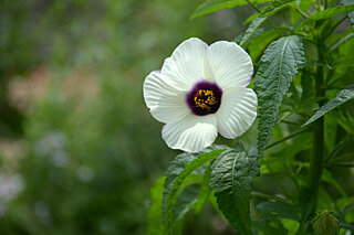 この花は何の野菜の花? 意外とカワイイ野菜の花たち