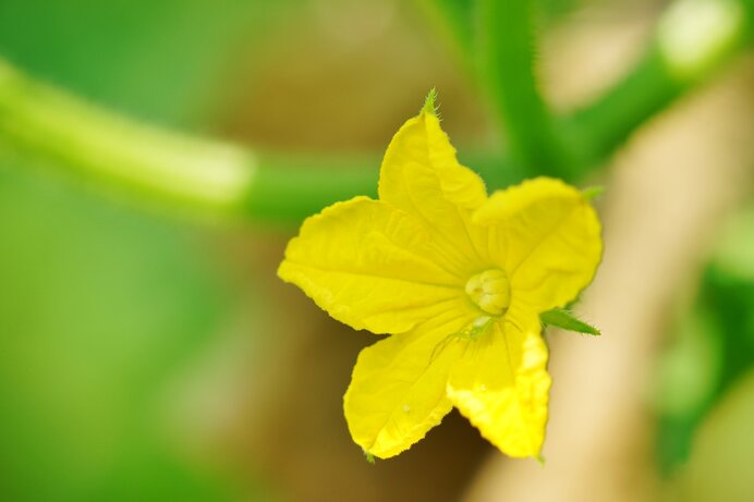 この花は何の野菜の花 意外とカワイイ野菜の花たち 季節 暮らしの話題 22年07月19日 日本気象協会 Tenki Jp