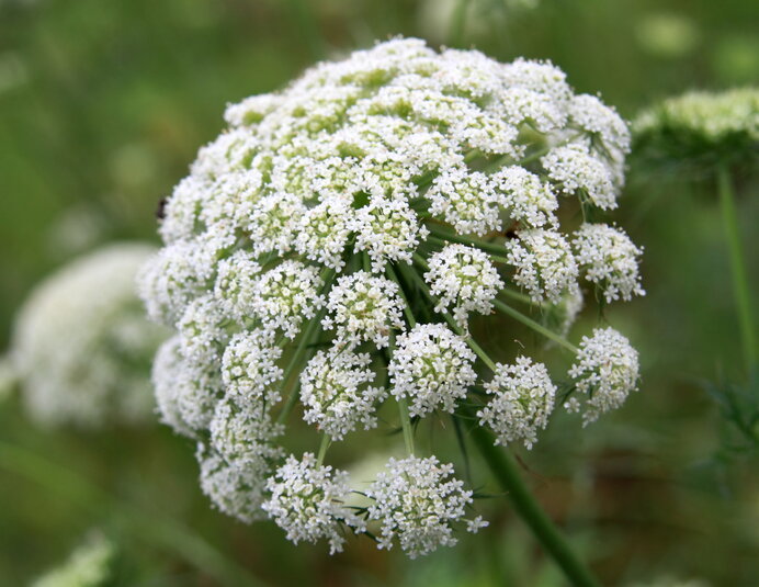 この花は何の野菜の花 意外とカワイイ野菜の花たち 季節 暮らしの話題 22年07月19日 日本気象協会 Tenki Jp