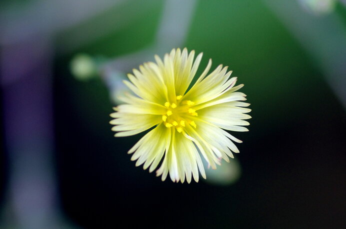 この花は何の野菜の花 意外とカワイイ野菜の花たち Tenki Jpサプリ 22年07月19日 日本気象協会 Tenki Jp