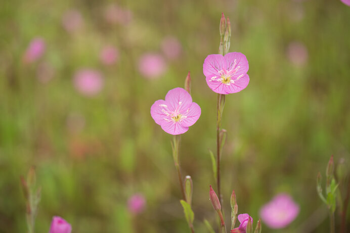 月見草」の夢幻の境地へ！花色も大きさも風情もさまざまです(季節・暮らしの話題 2022年06月30日) - 日本気象協会 tenki.jp