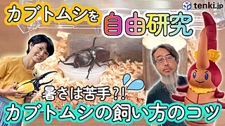 【動画あり】カブトムシは暑さが苦手？カブトムシ専門店で聞く飼育のコツ！