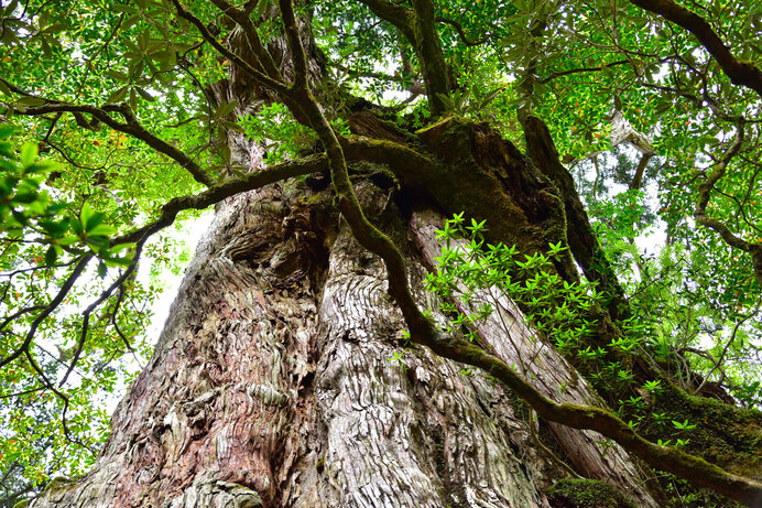 巨木の幹を支えるセルロースの生成にも、葉は大きく関与していました