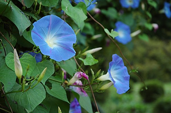 空のかわりに青くなる 雨降花 あめふりばな ってどんな花 Tenki Jpサプリ 15年06月07日 日本気象協会 Tenki Jp