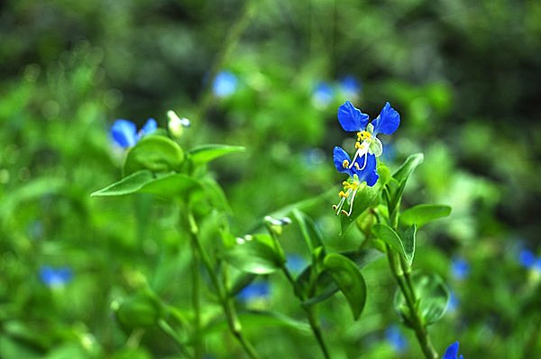 「露草や ポツリポツリと 空のいろ」 りすえ